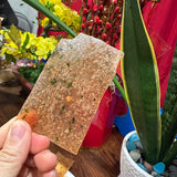 Bánh Phồng Tôm Đặc Sản Cà Mau