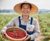 Kỷ tử Hàn Quốc hỗ trợ tiêu hoá, hệ miễn dịch, sức khoẻ tim mạch, an thần, ngủ ngon, đẹp da.